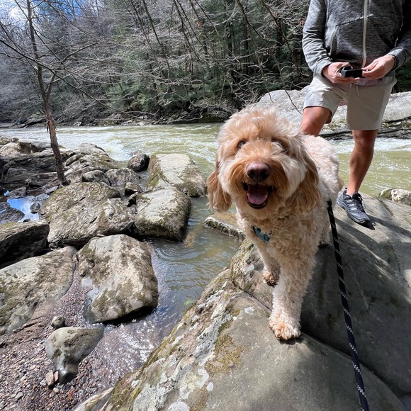 Meet Your Posher, Nicole! - Picture 2 of 4